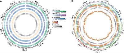 DNA Methylation and RNA-Sequencing Analysis Show Epigenetic Function During Grain Filling in Foxtail Millet (Setaria italica L.)